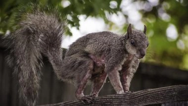 What Is Squirrel Fibromatosis? Everything To Know About Viral Skin Disease Behind 'Zombie Squirrels' in US