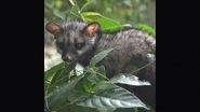 Asian Palm Civet in Courtroom: After Troubling CM Pinarayi Vijayan and LoP VD Satheesan, Toddy Cat Disrupts Kerala High Court Proceedings