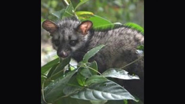 After Troubling CM and LoP, Toddy Cat Disrupts Kerala HC Proceedings