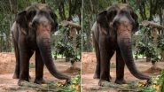 Vantara Offers Support for Elephant Madhuri&rsquo;s Return: Anant Ambani-Led Vantara to Establish Rehabilitation Centre for Mahadevi Elephant in Kolhapur