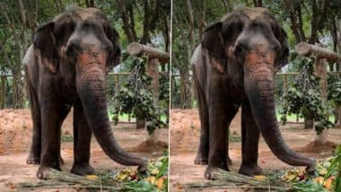 Vantara Offers Support for Elephant Madhuri’s Return: Anant Ambani-Led Vantara to Establish Rehabilitation Centre for Mahadevi Elephant in Kolhapur