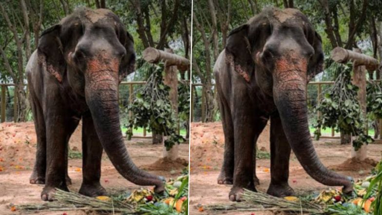 Vantara Offers Support for Elephant Madhuri’s Return: Anant Ambani-Led Vantara to Establish Rehabilitation Centre for Mahadevi Elephant in Kolhapur