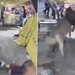 Bull Attack in Bareilly: Tea Shop Destroyed Within Seconds As 2 Bulls Fight on Busy Road in Uttar Pradesh, Video Goes Viral