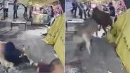 Bull Attack in Bareilly: Tea Shop Destroyed Within Seconds As 2 Bulls Fight on Busy Road in Uttar Pradesh, Video Goes Viral