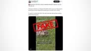 Is Mysterious ‘Black Tentacle Virus’ Turning US Rabbits Into Horned Creatures? Experts Dismiss ‘New Disease’ Claims, Viral Pictures Likely Linked to Shope Papilloma Virus Outbreak in Colorado