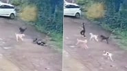 Dog Attack in Madhya Pradesh: 10-Year-Old Girl Returning From Grocery Store Attacked by Stray Dogs in Khargone, Video Surfaces