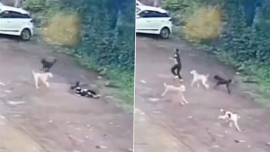 Dog Attack in Madhya Pradesh: 10-Year-Old Girl Returning From Grocery Store Attacked by Stray Dogs in Khargone, Video Surfaces