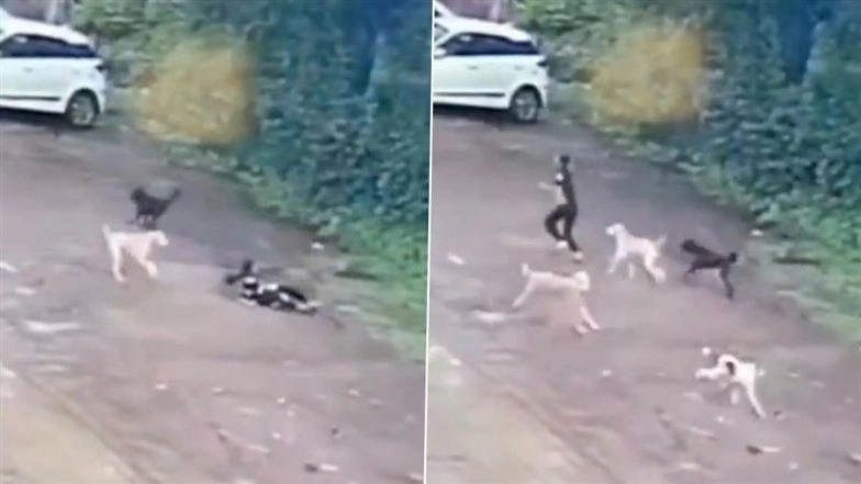 Dog Attack in Madhya Pradesh: 10-Year-Old Girl Returning From Grocery Store Attacked by Stray Dogs in Khargone, Video Surfaces