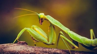 Female Praying Mantis Bite the Head Off Its Mate – Is It True? The Headless Mating Mantis Ritual Is Weirder Than You Think