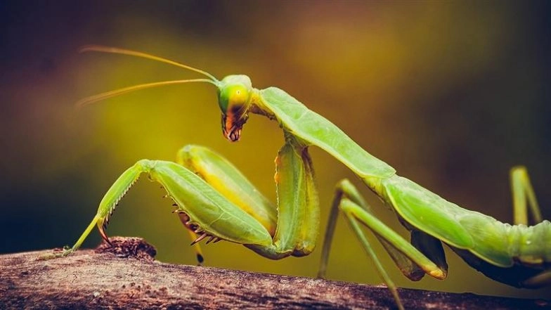 Female Praying Mantis Bite the Head Off Its Mate &ndash; Is It True? The Headless Mating Mantis Ritual Is Weirder Than You Think