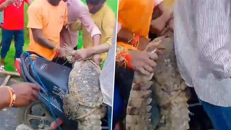 Etah: Villagers Rescue Crocodile From Borewell, Carry It on Bike to UP's Kali River With Mouth Tied; Videos Surface