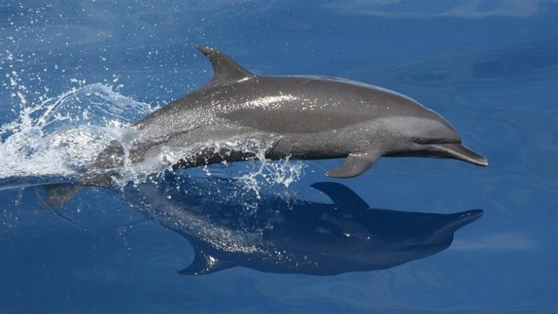Playful Dolphin Surprises Family During Morning Swim in Dorset, ‘Magical’ Video Goes Viral