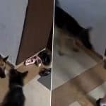 Ghaziabad Dog Attack: Pet Dogs Attack Woman at KW Srishti Society in Rajnagar Extension, Video Surfaces