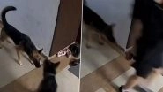 Ghaziabad Dog Attack: Pet Dogs Attack Woman at KW Srishti Society in Rajnagar Extension, Video Surfaces