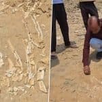 Fossils, Possibly From Dinosaur-Era, Found During Pond Excavation in Rajasthan’s Jaisalmer, GSI Probe Ordered (Watch Video)