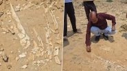 Fossils, Possibly From Dinosaur-Era, Found During Pond Excavation in Rajasthan's Jaisalmer, GSI Probe Ordered (Watch Video)