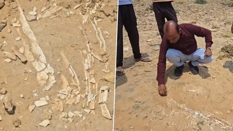 Fossils, Possibly From Dinosaur-Era, Found During Pond Excavation in Rajasthan's Jaisalmer, GSI Probe Ordered (Watch Video)