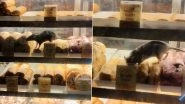 Cookxon Stall Rats Video: Penalty Imposed on Food Shop Owner at Sealdah Railway Station After Video Showing Rat Roaming and Eating Food Inside Glass Display Goes Viral