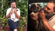 ‘Step Back From Decades of Humane, Science-Backed Policy’: Rahul Gandhi Slams Supreme Court’s Stray Dogs Order, Says ‘Voiceless Souls Aren’t Problems’ (Watch Video)