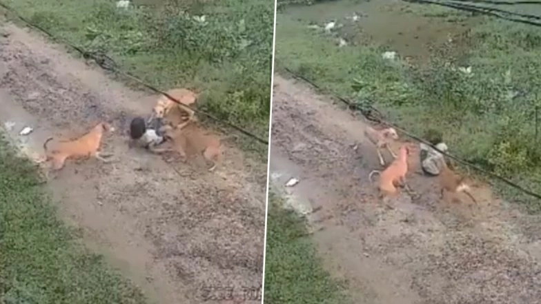 Mathura Dog Attack: 7-Year-Old Girl Attacked by Stray Dogs in Uttar Pradesh, Passerby Beats Canines Away (Watch Videos)