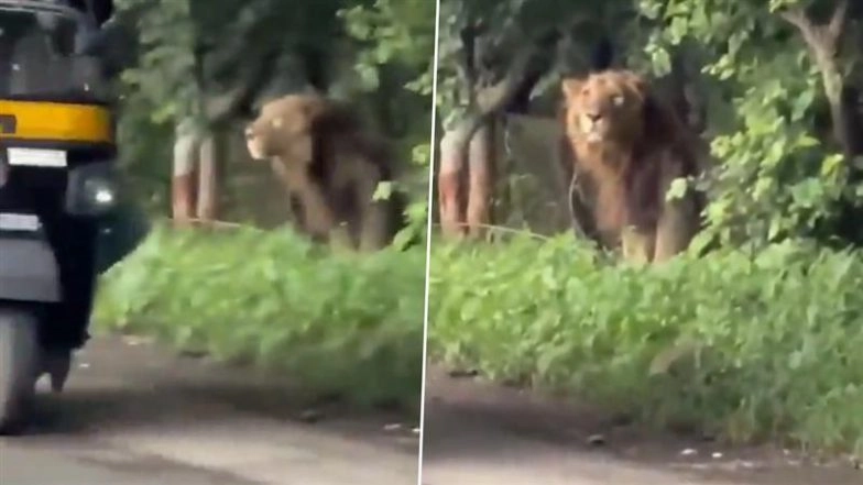 Junagadh Lion Video: Big Cat Seen Strolling Along Gujarat’s Busy Junagadh-Bilkha Road in Broad Daylight, Video Goes Viral