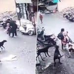 Dog Attack in Ulhasnagar: Schoolgirl Attacked by Pack of Stray Dogs Near Mumbai, Shocking Video Surfaces