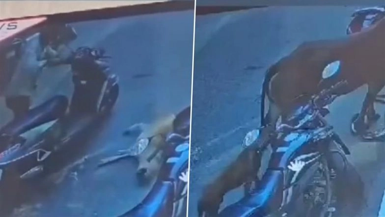 ‘Full Circle’: Dog Bites Cow, Gets Thrashed by Man; Dog Lover Confronts Him, Gets Bitten by Same Dog; Brawl Video Goes Viral