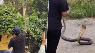 King Cobra Attack in Dehradun: Panic As Forest Team Attacked by Venomous Snake During Rescue in Uttarakhand's Bhaunwala Village, No Injuries Reported (Watch Video)