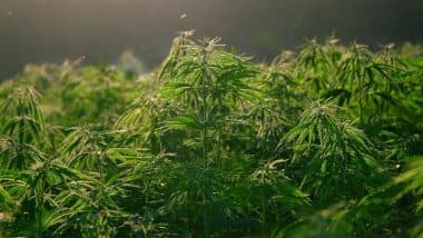 Cannabis-Laced Aloo Tikki Lands Lucknow Vendor in Jail