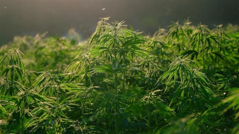 Lucknow Street Food Vendor Arrested for Lacing Aloo Tikki and Chutney with Cannabis; Customers Flocked to Stall for Drug-Laced Snacks, Police Say