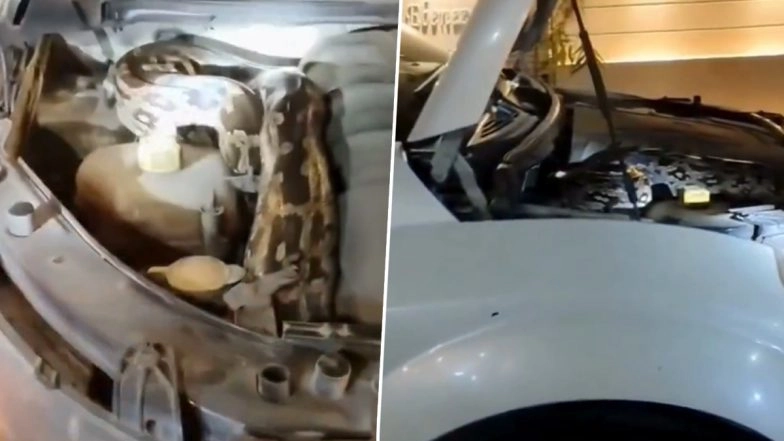Python in Ajmer: Huge Snake Found Coiled Inside Car Bonnet in Rajasthan, Rescued; Video Goes Viral