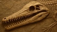 20-Crore-Year-Old Fossil in Found Jaisalmer: Fossil of Phytosaur Species From Jurassic Period Discovers in Megha Village of Rajasthan (Watch Video)