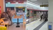 China YouTuber Xing Zhilei Builds Fully Functional Miniature Town for His Cats, It Includes Supermarket, Spa, Subway (Watch Video)