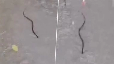 Snake Spotted in Thane: Reptile Seen Swimming in Waterlogged Premises of Majiwada Lodha Complex Amid Heavy Rains, Video Surfaces