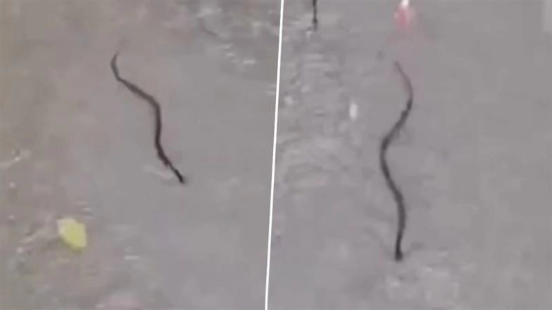 Snake Spotted in Thane: Reptile Seen Swimming in Waterlogged Premises of Majiwada Lodha Complex Amid Heavy Rains, Video Surfaces