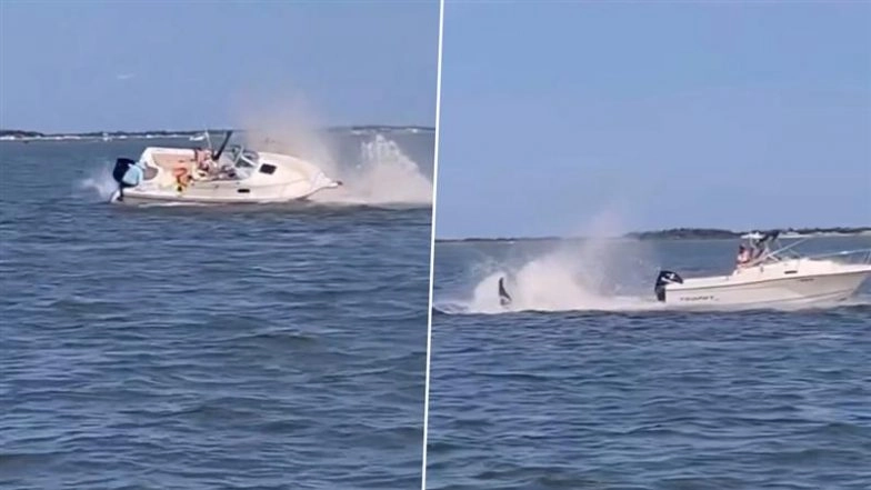 US Shocker: Minke Whale Dies, Passenger Goes Overboard After Boat Collision off New Jersey Coast; Disturbing Video Surfaces