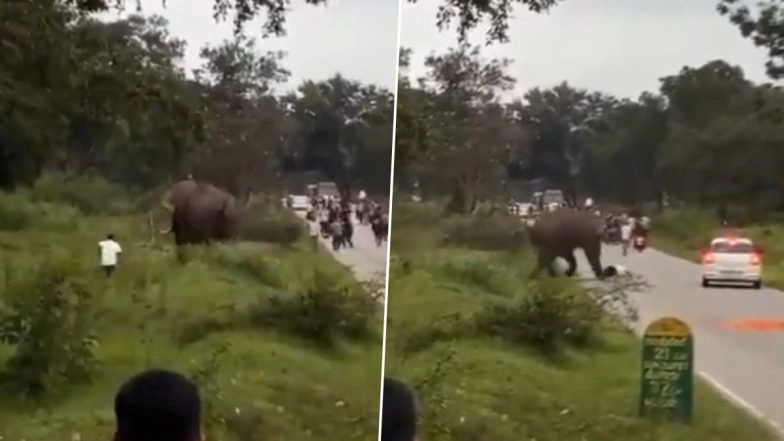 Elephant Attack in Karnataka: Tourist Runs for Life As Tusker Charges and Tramples on Him in Bandipur Tiger Reserve; Disturbing Video Surfaces