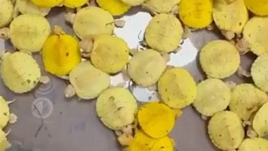 Mumbai Customs Bust Exotic Animal Smuggling Racket: Passenger From Bangkok Caught With 54 Live Animals Including Kinkajous, Pygmy Marmosets and Albino Red-Eared Sliders (Watch Video)