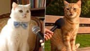 International Cat Day 2025 Google AI Video: This ‘Leaked Footage From the Billi Universe’ Is Hilariously Accurate in Capturing the Unapologetic Felines!