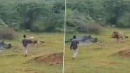 Bhavnagar: Man Approaches Feeding Lion for Photos, Narrowly Escapes Attack; Terrifying Video From Gujarat Goes Viral