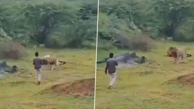Bhavnagar: Man Approaches Feeding Lion for Photos, Narrowly Escapes Attack; Terrifying Video From Gujarat Goes Viral