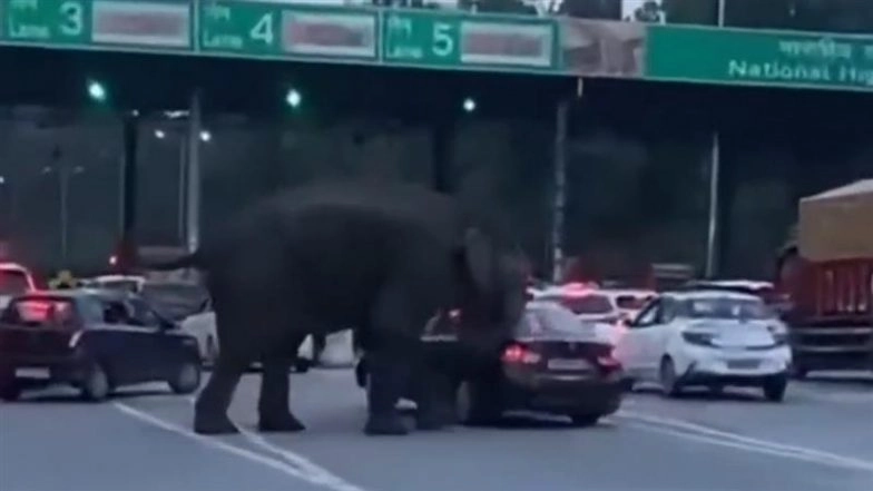 Elephant Causes Chaos at Dehradun–Haridwar Highway Toll Plaza, Knocks Down Barrier and Smashes Car Windshield Before Returning to Forest; Video Goes Viral