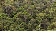 US Scientists Discover Trees Host Up to 1 Trillion Microbes