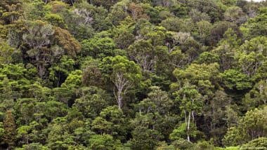 US Scientists Discover Trees Host Up to 1 Trillion Microbes