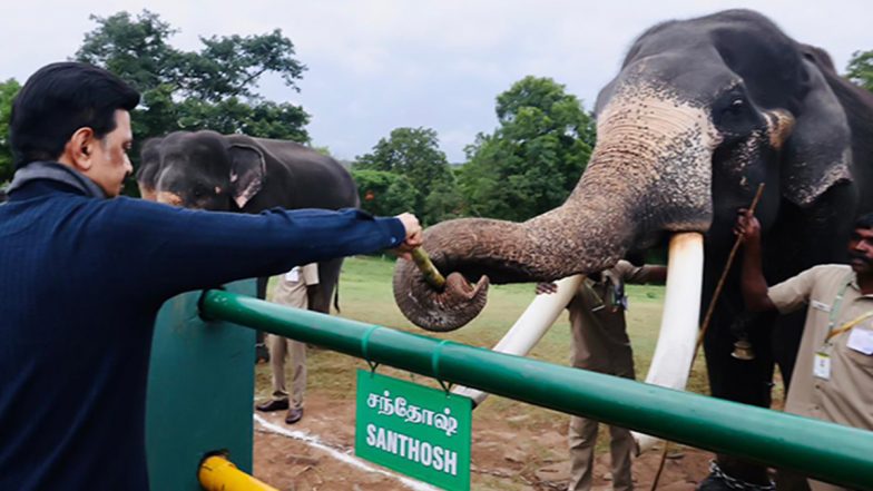 World Elephant Day 2025: Tamil Nadu CM MK Stalin Highlights AI-Early Warning System for Elephant Crossings in State