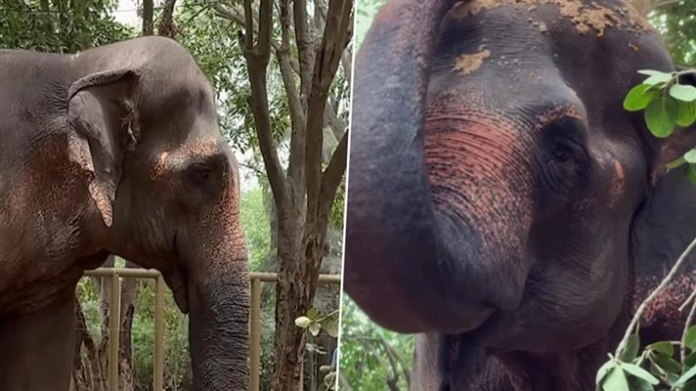 Elephant Madhuri Relocated to Gujarat’s Vantara Animal Rescue Centre, Kolhapur Locals Demand Her Return (Watch Video)