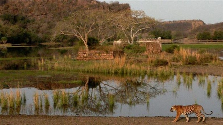 Ranthambore National Park Horror: Safari Canter Breaks Down, Guide Flees Leaving Women and Children Stranded for 90 Minutes Amid Tigers; Terrified Tourists Cry for Help, Video Goes Viral