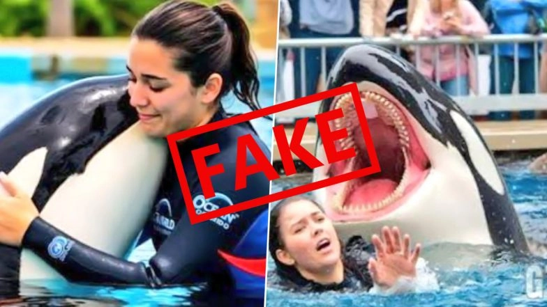 Is &lsquo;Jessica Radcliffe Orca Attack Video&rsquo; Real or Fake? Fact Check of Viral Clip Falsely Claiming Killer Whale Attacked and Killed Marine Trainer