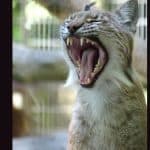Aalborg Zoo in Denmark Asks People To ‘Donate’ Their Small Pets To Provide Natural Diet for Captive Predators, Turns Off Comment Section on Insta Post After Backlash