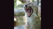 Aalborg Zoo in Denmark Asks People To ‘Donate’ Their Small Pets To Provide Natural Diet for Captive Predators, Turns Off Comment Section on Insta Post After Backlash